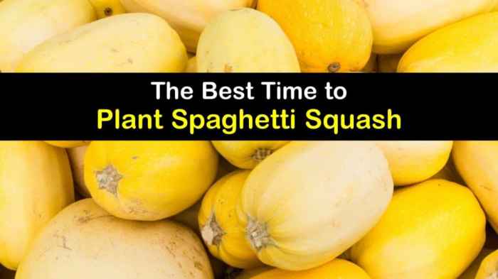 Can you plant spaghetti squash seeds