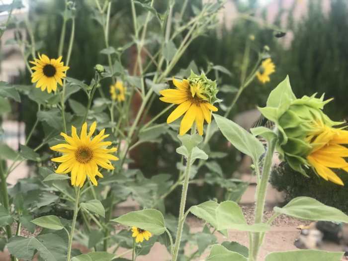 Can you plant sunflower seeds from a sunflower