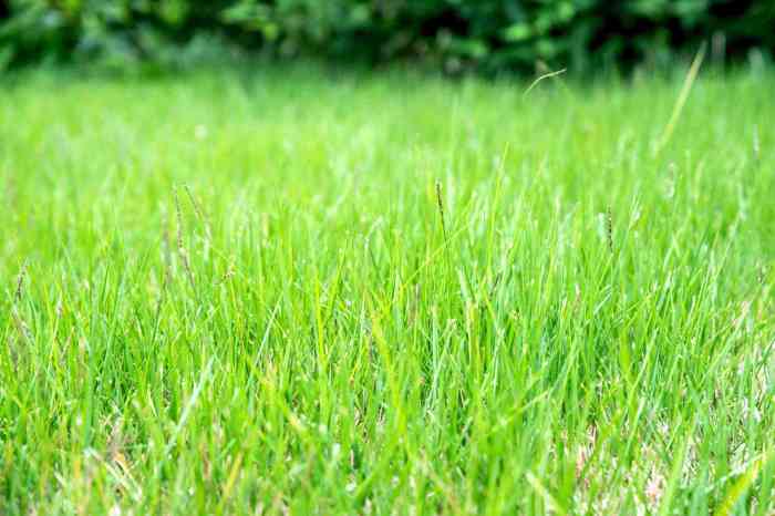 Can you plant zoysia grass seed