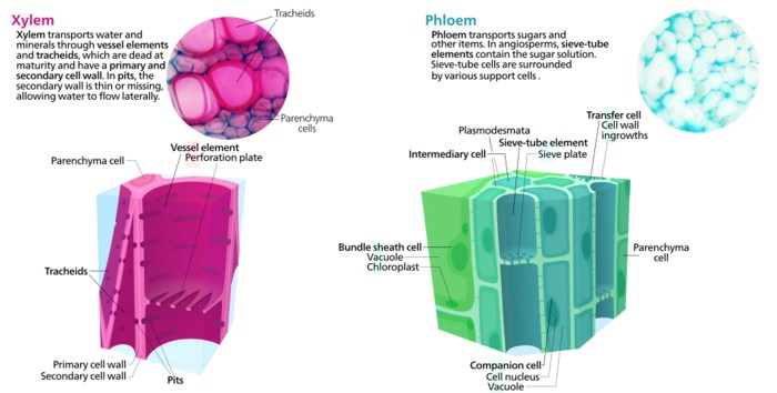 Do all vascular plants produce seeds