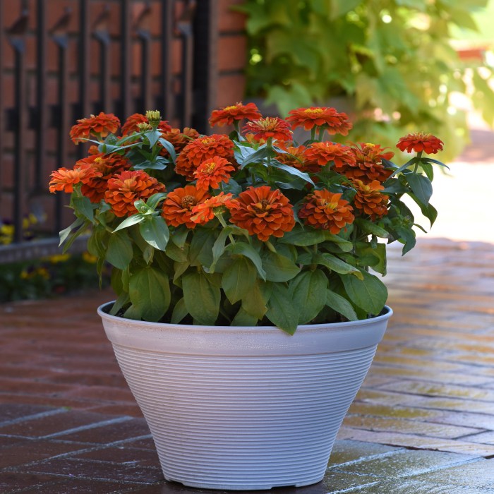 Can you plant zinnia seeds in pots